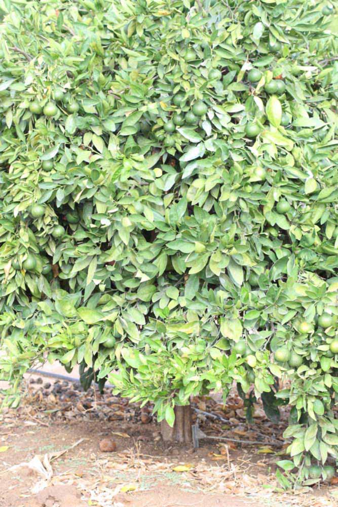            Habit (Riverside, CA)   